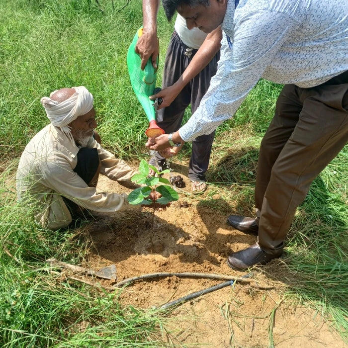 Farmer Livelihoods